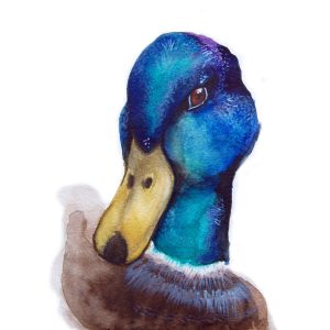 Lámina de acuarela «Pato» de Yerbana al Cierzo